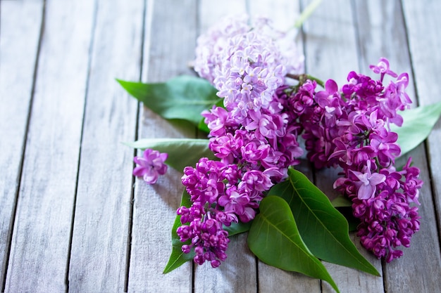 Belles fleurs violettes lilas fraîches sur un fond en bois. Fleur de lilas de printemps.