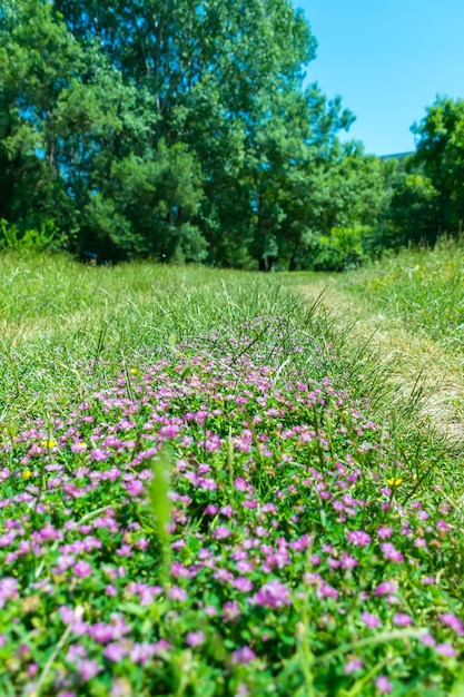 De belles fleurs violettes poussent le long du chemin