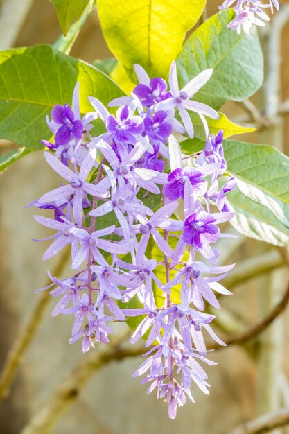 Belles fleurs violettes