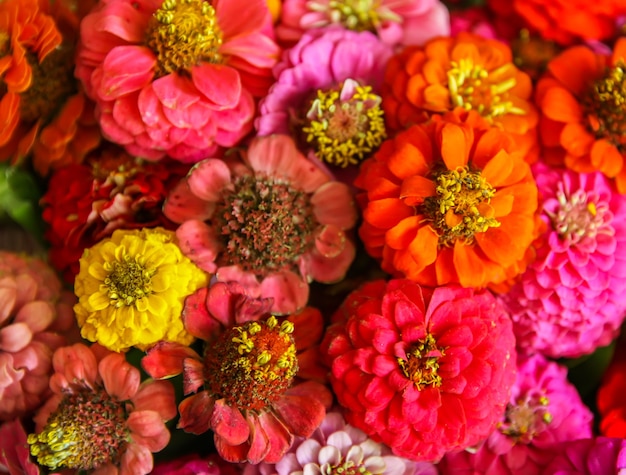 Belles fleurs de zinnia aux couleurs vives. Plantes d'ornement.