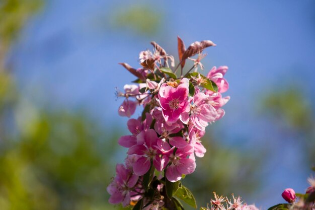 Des belles fleurs.