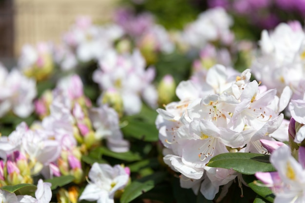 Belles fleurs