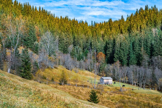 Belles forêts colorées couvrant les montagnes des Carpates et un petit village