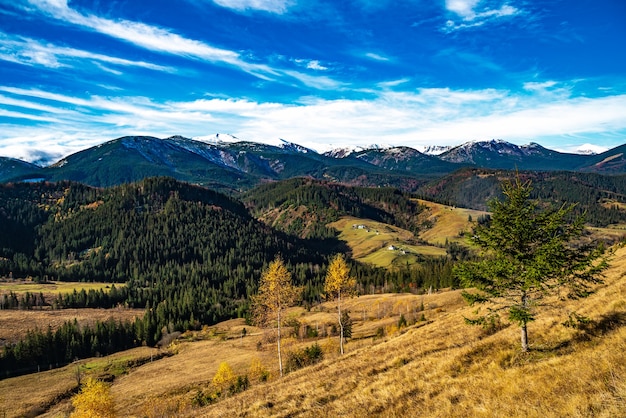 Belles forêts colorées couvrant les montagnes des Carpates