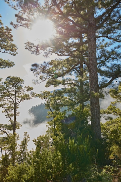 Belles forêts de pins au sommet d'une montagne avec un soleil éclatant dans le ciel bleu Paysage paisible et pittoresque de la nature avec une lumière du soleil vibrante et des plantes vertes luxuriantes et des arbres à l'extérieur