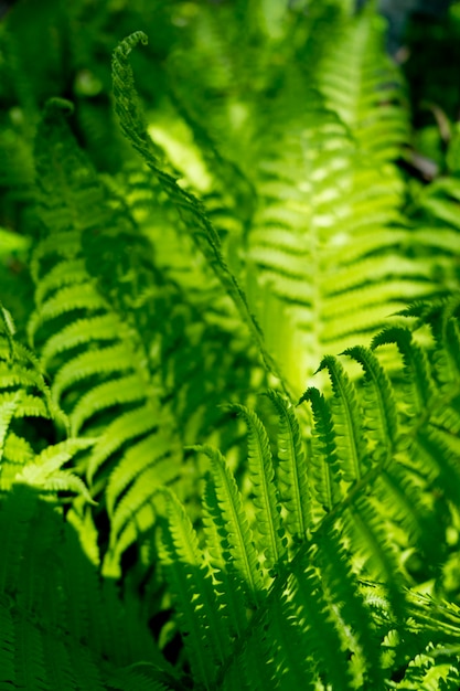 Belles fougères feuilles feuillage vert fond de fougère floral naturel