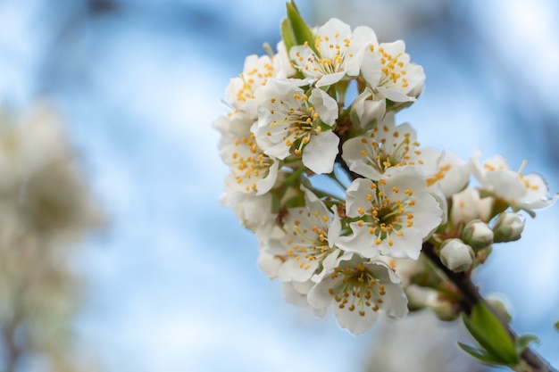 Photo belles et fraîches branches d'arbres de fleurs de printemps
