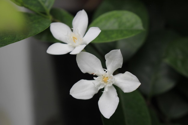 Belles et fraîches fleurs blanches de Wrightia