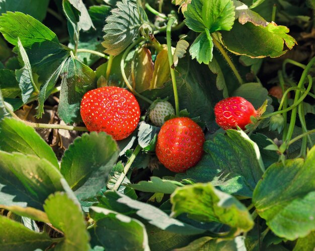 De belles fraises poussent dans le jardin