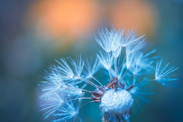 De belles gouttes d'eau sur une macro de graine de fleur de pissenlit dans la nature. Beau coucher de soleil vert bleu clair