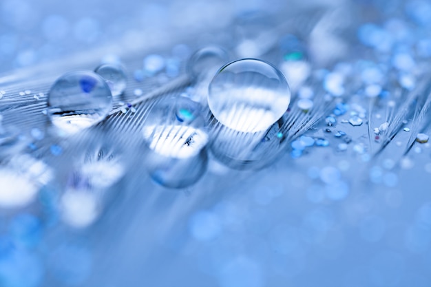 Belles gouttes d'eau sur la plume. Macro. Beau fond bleu clair et violet doux