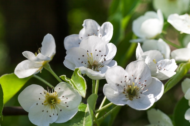 Belles grandes fleurs blanches de l'arbre fruitier au printemps