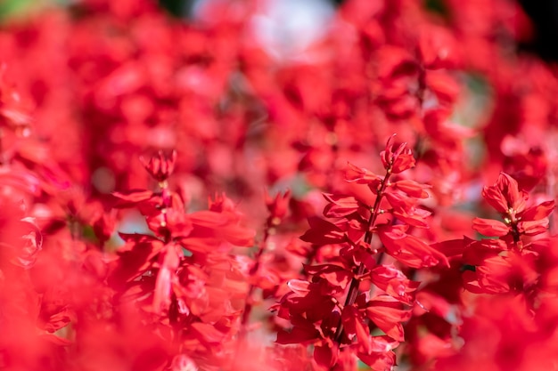 Belles Images De Fleurs Rouges Utilisées Comme Images De Fond Pour La Décoration Et L'agriculture