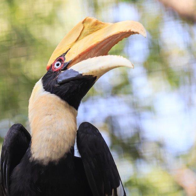 De belles images de l'oiseau Hornbill pour le papier peint ou le thème