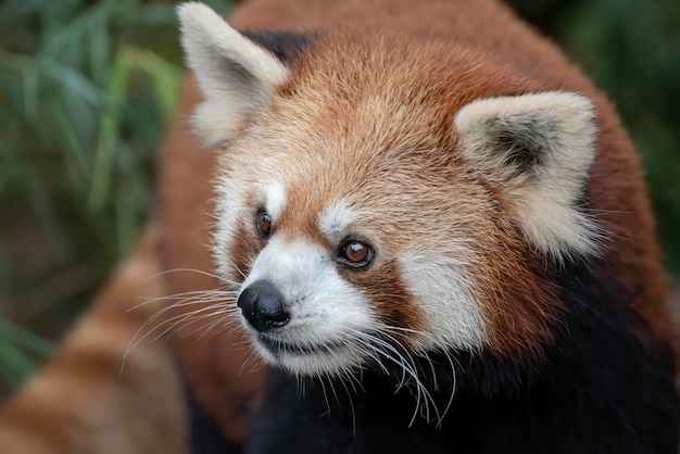 Belles images d'un panda roux