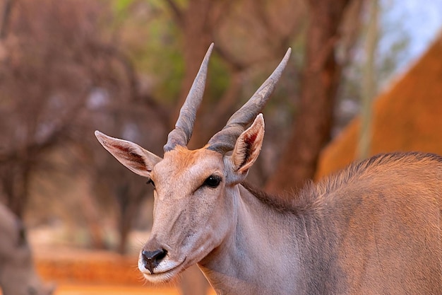 Belles images de la plus grande antilope d'Afrique Antilope d'éland d'Afrique sauvage bouchent Namibie Afrique