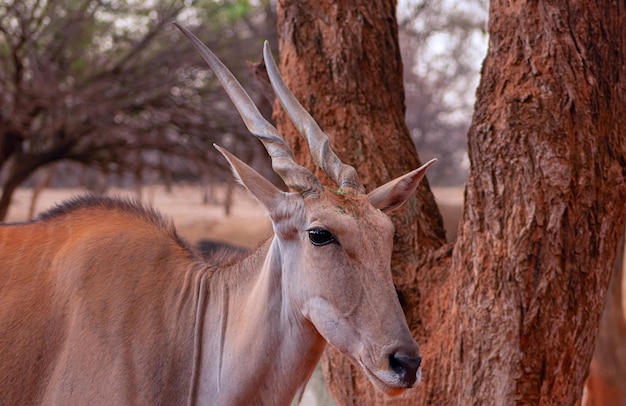 Belles images de la plus grande antilope d'Afrique Antilope d'éland d'Afrique sauvage bouchent Namibie Afrique