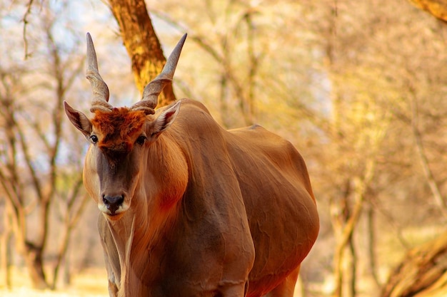 Belles images de la plus grande antilope d'Afrique Antilope d'éland d'Afrique sauvage bouchent Namibie Afrique