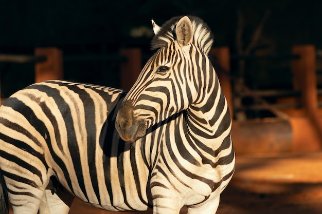 Belles images de zèbres africains dans le parc national Namibie Afrique