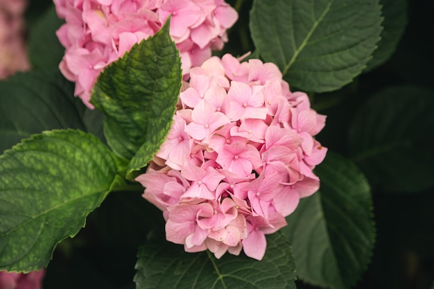 Belles inflorescences d'hortensia rose vif sur le buisson floraison d'un buisson d'hortensia en gros plan