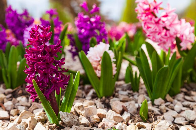 Photo belles jacinthes multicolores. fleurs dans le parc du printemps.