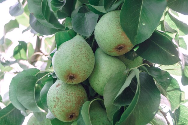 De belles jeunes poires fraîches qui poussent sur un arbre