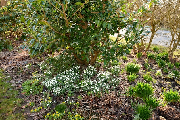 Belles jolies fleurs vertes qui poussent dans leur habitat naturel dans une forêt dense Galanthus woronowii ou woronows snowdrop plants qui prospèrent dans un environnement extérieur et un écosystème d'en haut