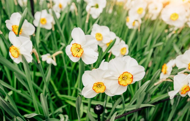 Belles jonquilles blanches au soleil du matin