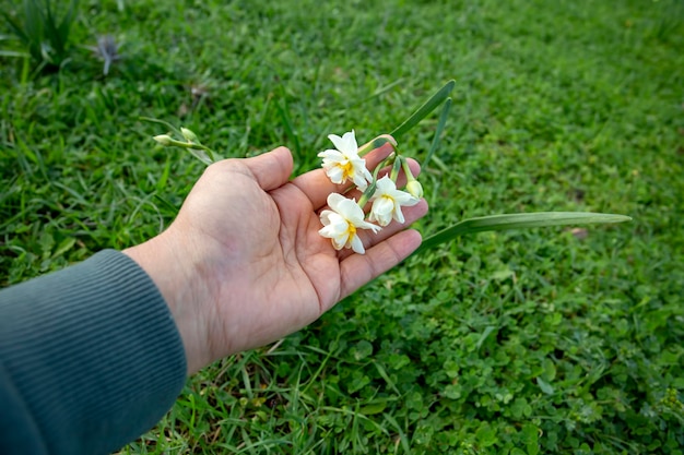 Belles jonquilles blanches dans un champ. Karaburun,Izmir/Turquie. (Narcisse)