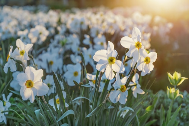 Belles jonquilles blanches en fleurs