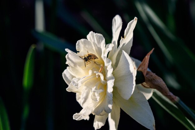 Belles jonquilles éponge d'été avec abeille