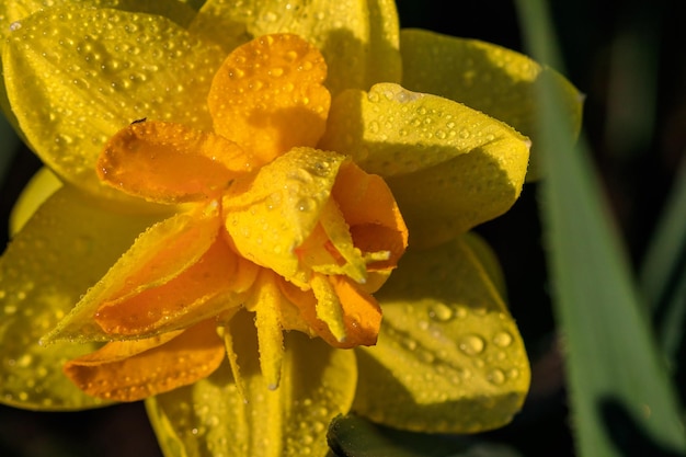 Belles jonquilles éponge d'été