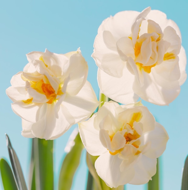 Belles jonquilles sur fond de ciel bleu