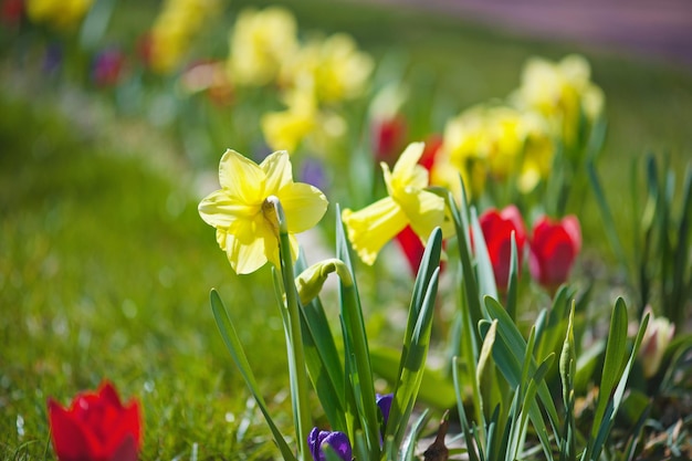 Belles jonquilles jaunes dans le jardin au printemps