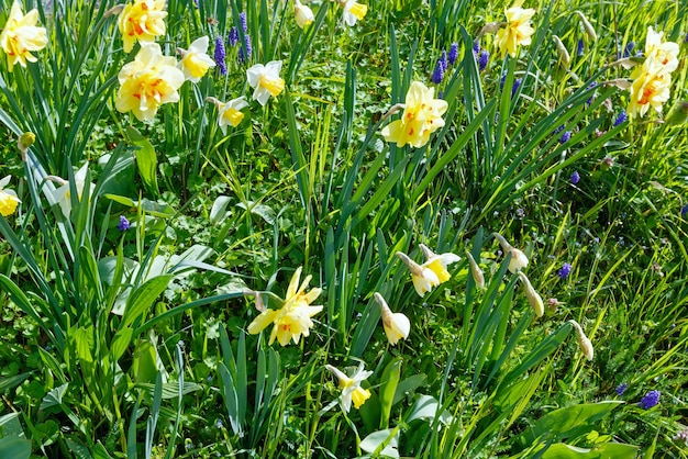 Belles jonquilles jaunes de printemps sur l'herbe verte