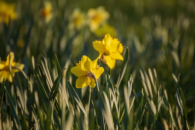 Belles jonquilles jaunes