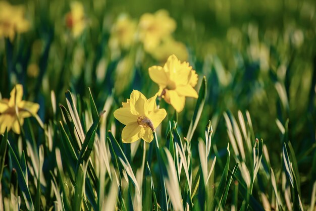 Belles jonquilles jaunes