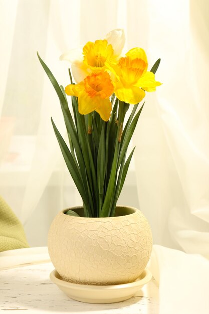 Belles jonquilles en pot sur fond de tissu