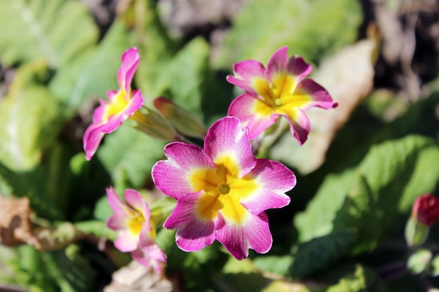 Belles et lumineuses fleurs de primevère printanière