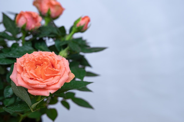 De belles et lumineuses roses Bush dans un flou artistique avec une faible profondeur de champ.