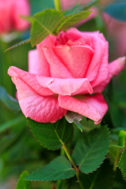 Belles macrophotographies de fleurs en pépinières