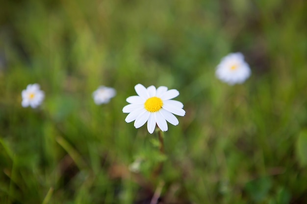 Belles marguerites blanches et jaunes