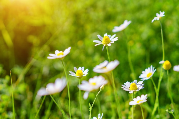 Belles marguerites dans un champ sur un flou de journée ensoleillée. Concept floral. Paysage de printemps.