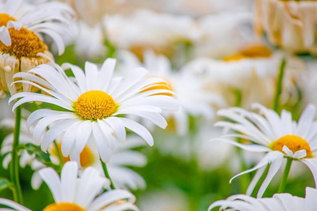 Belles marguerites dans le jardin en été se bouchent