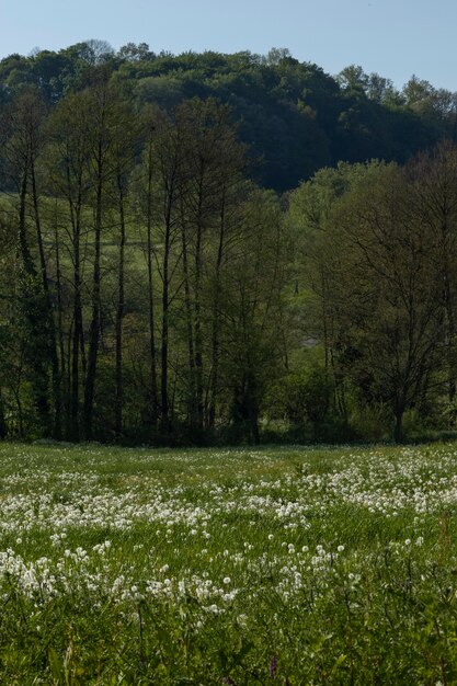 Photo belles marguerites dans la nature