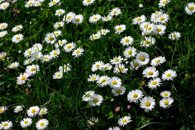 Belles marguerites de fleurs de printemps