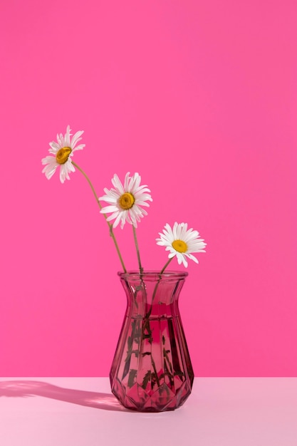 Belles marguerites avec fond rose