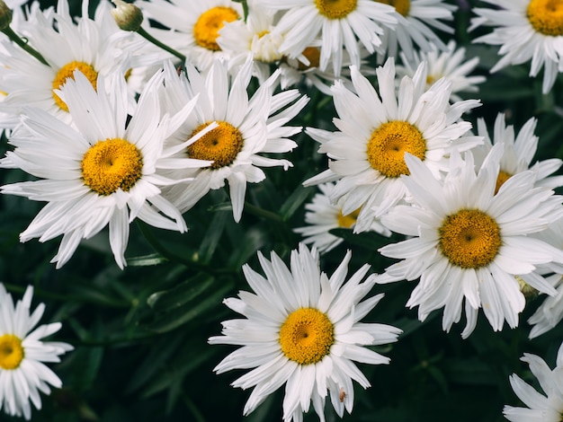 Belles Marguerites