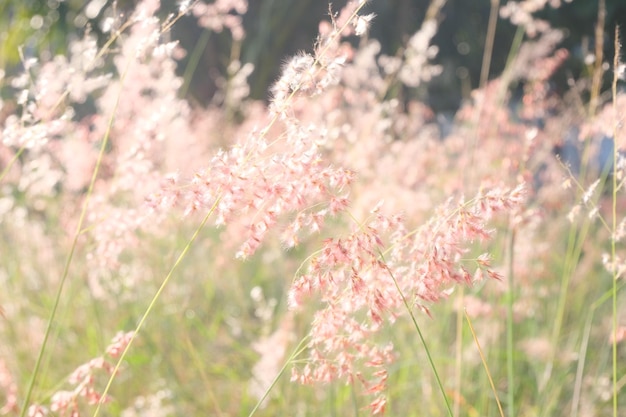 Photo de belles mauvaises herbes le matin dans le champ d'herbe