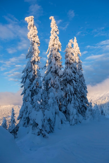 Belles montagnes et sapins enneigés dans une matinée claire avec la lumière du soleil